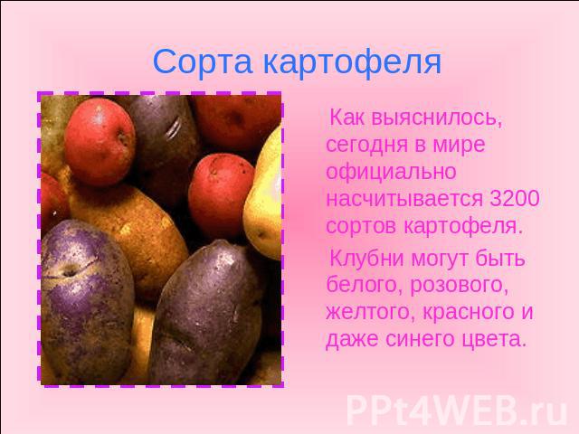 Как выяснилось, сегодня в мире официально насчитывается 3200 сортов картофеля.   Клубни могут быть белого, розового, желтого, красного и даже синего цвета.