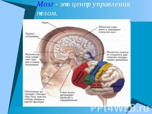Мозг - это центр управления телом.
