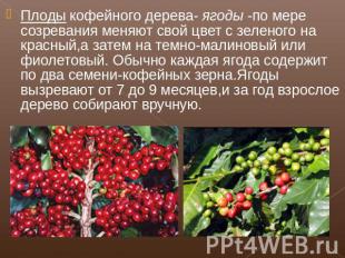 Плоды кофейного дерева- ягоды -по мере созревания меняют свой цвет с зеленого на