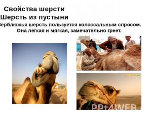 Свойства шерстиШерсть из пустыни Верблюжья шерсть пользуется колоссальным спросо