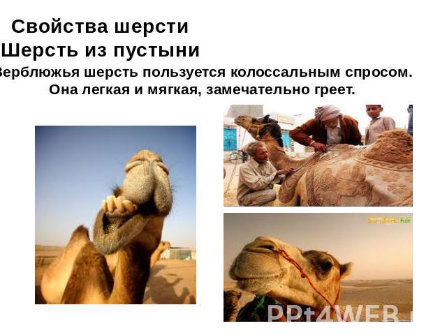 Свойства шерстиШерсть из пустыни Верблюжья шерсть пользуется колоссальным спросом. Она легкая и мягкая, замечательно греет.