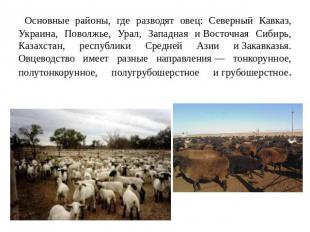Основные районы, где разводят овец: Северный Кавказ, Украина, Поволжье, Урал, За