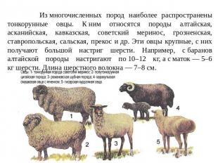 Из многочисленных пород наиболее распространены тонкорунные овцы. К ним относятс