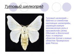 Тутовый шелкопряд Тутовый шелкопряд— бабочка из семейства настоящие шелкопряды,