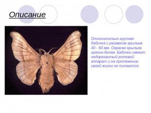 Описание Относительно крупная бабочка с размахом крыльев 40 - 60 мм. Окраска кры