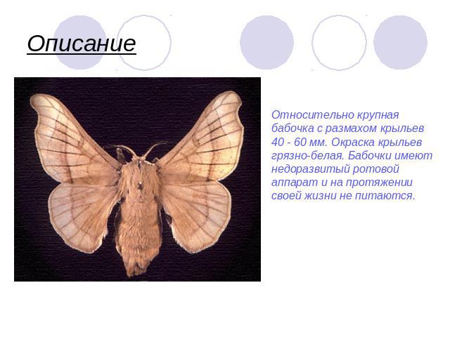 Описание Относительно крупная бабочка с размахом крыльев 40 - 60 мм. Окраска крыльев грязно-белая. Бабочки имеют недоразвитый ротовой аппарат и на протяжении своей жизни не питаются.