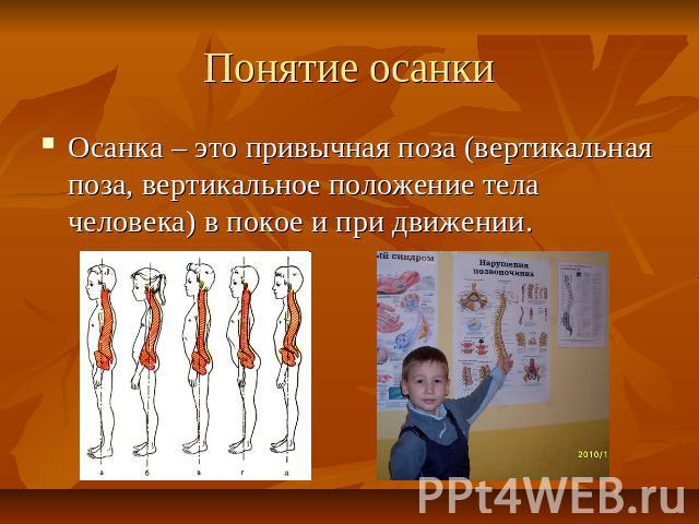 Понятие осанкиОсанка – это привычная поза (вертикальная поза, вертикальное положение тела человека) в покое и при движении.