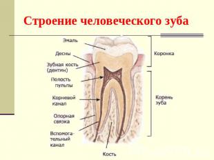 Строение человеческого зуба