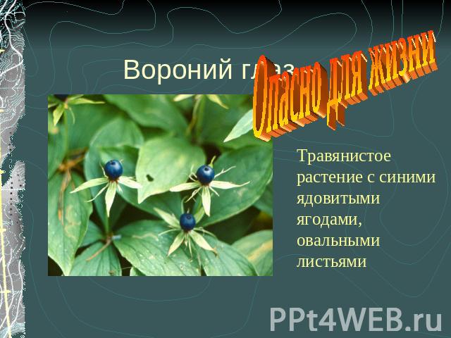 Вороний глаз Опасно для жизни Травянистое растение с синими ядовитыми ягодами, овальными листьями