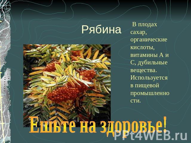 Рябина В плодах сахар, органические кислоты, витамины А и С, дубильные вещества. Используется в пищевой промышленности. Ешьте на здоровье!