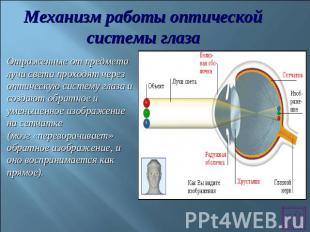 Механизм работы оптической системы глазаОтраженные от предмета лучи света проход