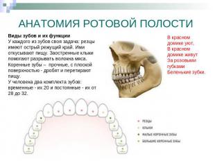 АНАТОМИЯ РОТОВОЙ ПОЛОСТИ Виды зубов и их функцииУ каждого из зубов своя задача: