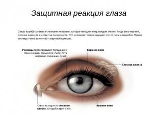 Защитная реакция глаза