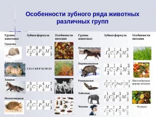Особенности зубного ряда животных различных групп