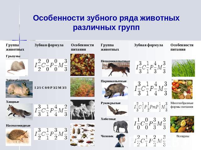 Особенности зубного ряда животных различных групп