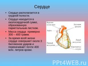 Сердце Сердце располагается в грудной полости. Сердце находится в околосердечной
