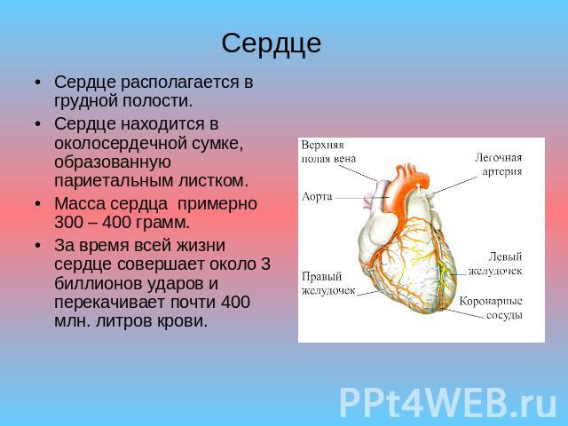 Сердце Сердце располагается в грудной полости. Сердце находится в околосердечной сумке, образованную париетальным листком.Масса сердца примерно 300 – 400 грамм. За время всей жизни сердце совершает около 3 биллионов ударов и перекачивает почти 400 м…