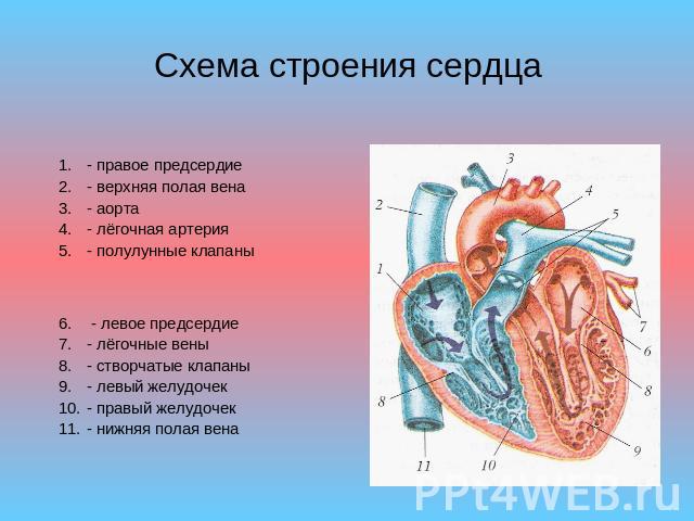 Схема строения сердца - правое предсердие- верхняя полая вена- аорта- лёгочная артерия- полулунные клапаны - левое предсердие- лёгочные вены- створчатые клапаны- левый желудочек- правый желудочек- нижняя полая вена