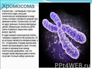 Хромосома Хромосома – нитевидная структура клеточного ядра, несущая генетическую