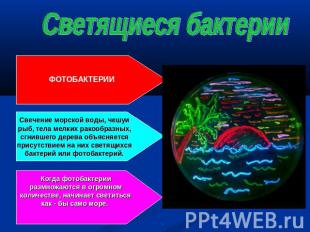 Светящиеся бактерии ФОТОБАКТЕРИИ Свечение морской воды, чешуи рыб, тела мелких р