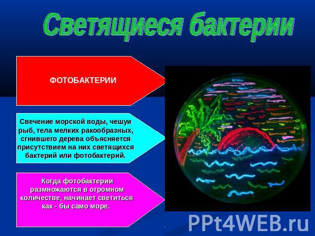 Светящиеся бактерии ФОТОБАКТЕРИИ Свечение морской воды, чешуи рыб, тела мелких ракообразных, сгнившего дерева объясняется присутствием на них светящихся бактерий или фотобактерий. Когда фотобактерии размножаются в огромном количестве, начинает свети…