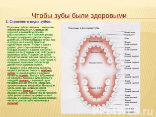 3. Строение и виды зубов. Строение зубов связано с выполня-емыми функциями. Спер