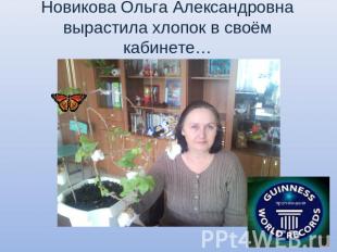 Новикова Ольга Александровна вырастила хлопок в своём кабинете…