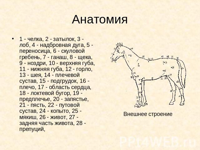 Анатомия 1 - челка, 2 - затылок, 3 - лоб, 4 - надбровная дуга, 5 - переносица, 6 - скуловой гребень, 7 - ганаш, 8 - щека, 9 - ноздри, 10 - верхняя губа, 11 - нижняя губа, 12 - горло, 13 - шея, 14 - плечевой сустав, 15 - подгрудок, 16 - плечо, 17 - о…