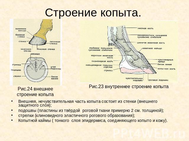 Внешняя, нечувствительная часть копыта состоит из стенки (внешнего защитного слоя); подошвы (пластины из твёрдой роговой ткани примерно 2 см. толщиной); стрелки (клиновидного эластичного рогового образования); Копытной каймы ( тонкого слоя эпидермис…