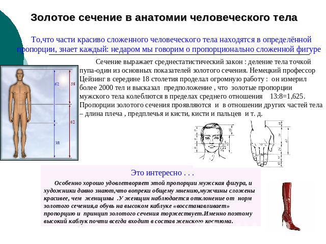 Золотое сечение в анатомии человеческого тела То,что части красиво сложенного человеческого тела находятся в определённой пропорции, знает каждый: недаром мы говорим о пропорционально сложенной фигуре Сечение выражает среднестатистический закон : де…