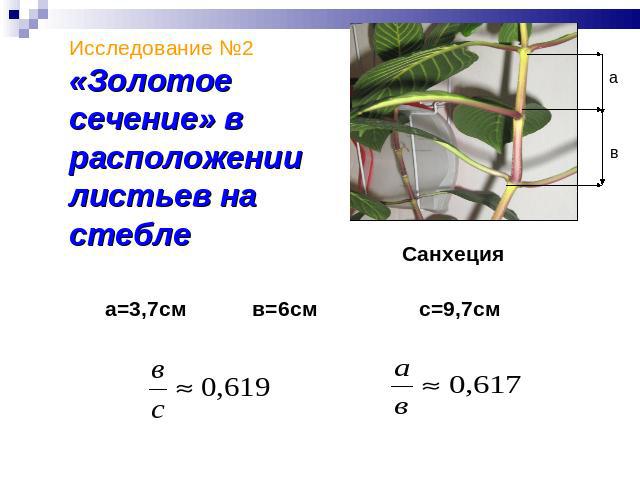 Исследование №2«Золотое сечение» в расположении листьев на стебле Санхеция а=3,7см в=6см с=9,7см