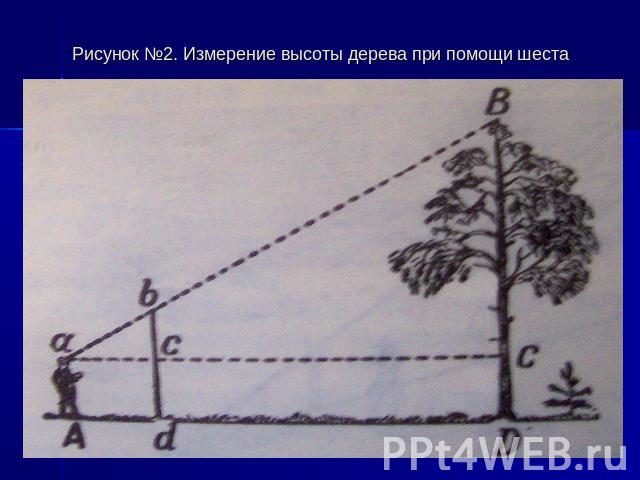 Рисунок №2. Измерение высоты дерева при помощи шеста