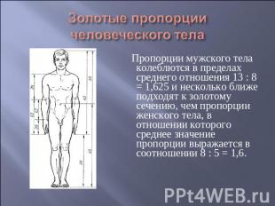 Пропорции мужского тела колеблются в пределах среднего отношения 13 : 8 = 1,625