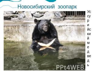 Новосибирский зоопаркУссурийский медведь