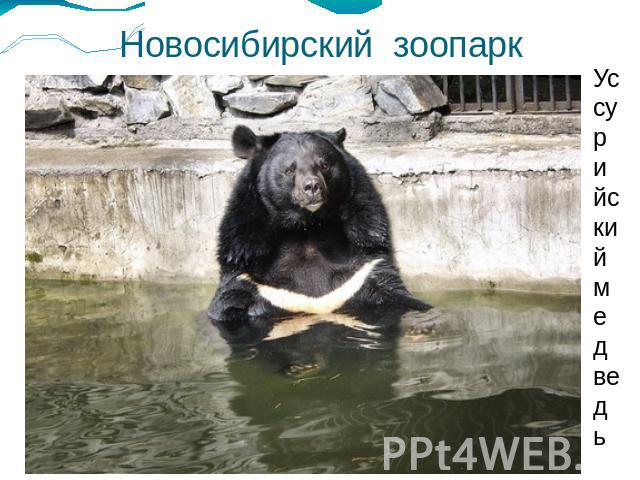 Новосибирский зоопаркУссурийский медведь