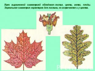 Ярко выраженной симметрией обладают листья, цветы, ветви, плоды. Зеркальная симм
