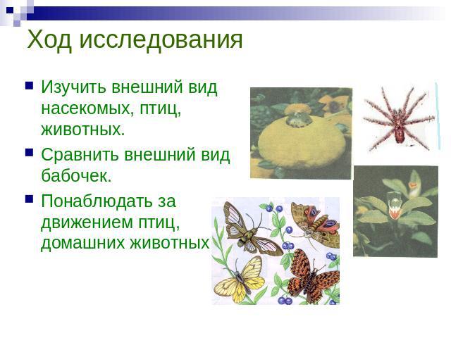Ход исследования Изучить внешний вид насекомых, птиц, животных.Сравнить внешний вид бабочек.Понаблюдать за движением птиц, домашних животных
