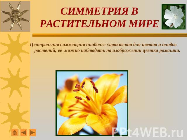 СИММЕТРИЯ В РАСТИТЕЛЬНОМ МИРЕ Центральная симметрия наиболее характерна для цветов и плодов растений, её можно наблюдать на изображении цветка ромашки.