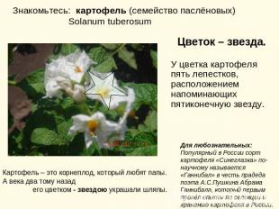 Знакомьтесь: картофель (семейство паслёновых) Solanum tuberosum Цветок – звезда.
