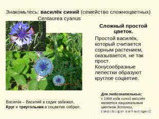 Знакомьтесь: василёк синий (семейство сложноцветных) Centaurea cyanus Сложный пр