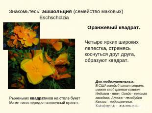 Знакомьтесь: эшшольция (семейство маковых) Eschscholzia Оранжевый квадрат.Четыре