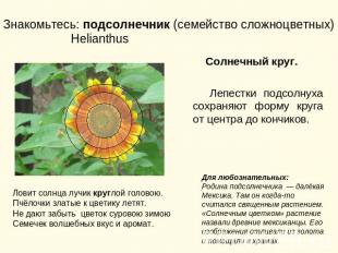 Знакомьтесь: подсолнечник (семейство сложноцветных) Helianthus Солнечный круг. Л