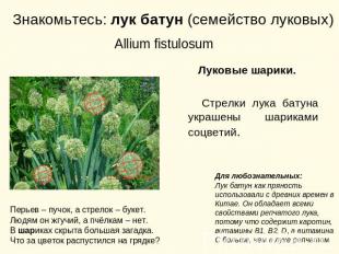 Знакомьтесь: лук батун (семейство луковых) Allium fistulosum Перьев – пучок, а с
