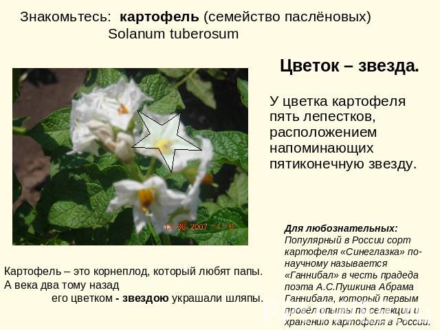 Знакомьтесь: картофель (семейство паслёновых) Solanum tuberosum Цветок – звезда.У цветка картофеля пять лепестков, расположением напоминающих пятиконечную звезду. Картофель – это корнеплод, который любят папы.А века два тому назад его цветком - звез…
