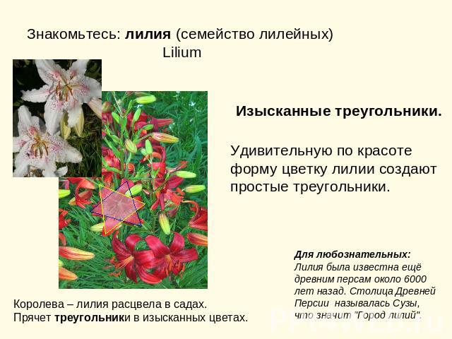 Знакомьтесь: лилия (семейство лилейных) Lilium Изысканные треугольники.Удивительную по красоте форму цветку лилии создают простые треугольники. Королева – лилия расцвела в садах.Прячет треугольники в изысканных цветах. Для любознательных: Лилия была…
