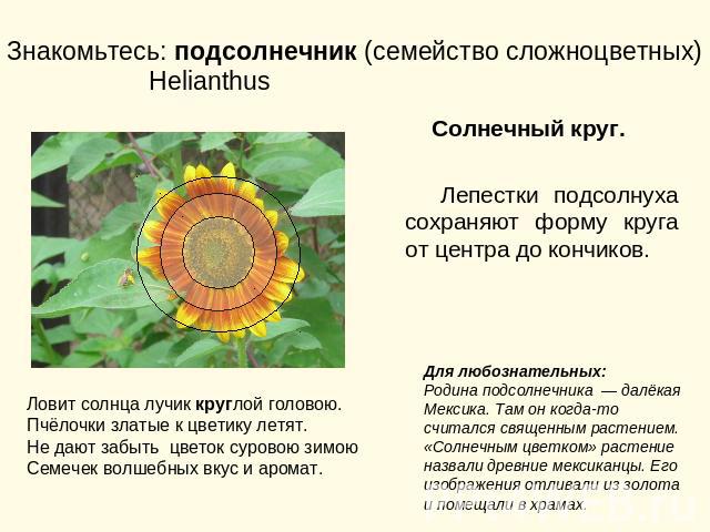 Знакомьтесь: подсолнечник (семейство сложноцветных) Helianthus Солнечный круг. Лепестки подсолнуха сохраняют форму круга от центра до кончиков. Ловит солнца лучик круглой головою.Пчёлочки златые к цветику летят.Не дают забыть цветок суровою зимоюСем…