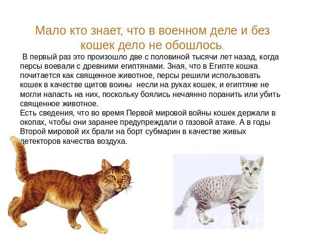 Мало кто знает, что в военном деле и без кошек дело не обошлось. В первый раз это произошло две с половиной тысячи лет назад, когда персы воевали с древними египтянами. Зная, что в Египте кошка почитается как священное животное, персы решили использ…
