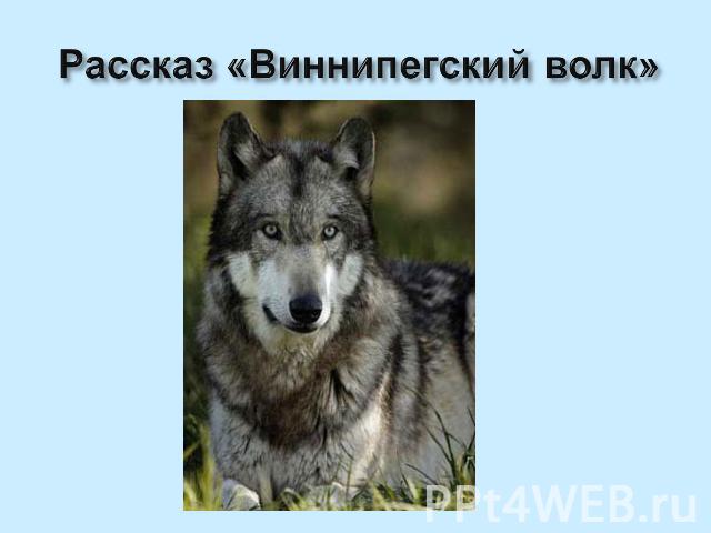 Рассказ «Виннипегский волк»