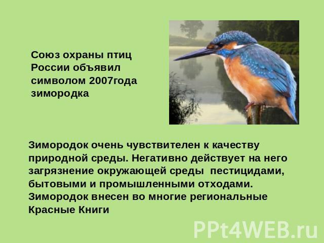 Союз охраны птиц России объявил символом 2007года зимородка Зимородок очень чувствителен к качеству природной среды. Негативно действует на него загрязнение окружающей среды пестицидами, бытовыми и промышленными отходами. Зимородок внесен во многие …