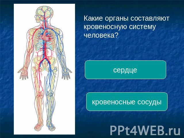 Какие органы составляюткровеносную систему человека?сердцекровеносные сосуды